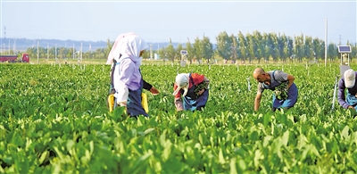     原州区冷凉蔬菜基地是农民增收的希望田野。