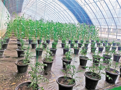 将台堡镇现代设施农业示范园智能化节水蔬菜。