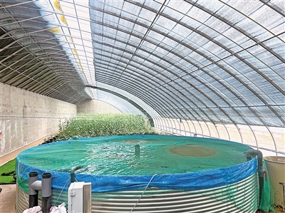     将台堡镇现代设施农业示范园鱼菜共生试验示范系统。