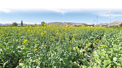     吉强镇万崖村露地蔬菜标准化种植基地绿色冷凉蔬菜生长旺盛。