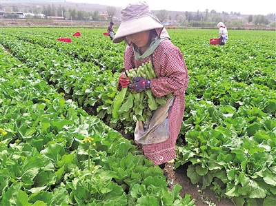     万崖村露地蔬菜标准化种植基地，村民采摘菜心。