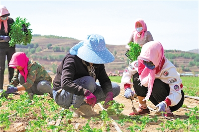     马莲村村民在蔬菜基地务工。