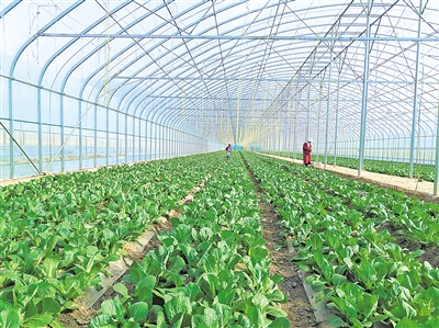    蔬菜绿色标准园辐射带动蔬菜产量、品质和品牌提升。