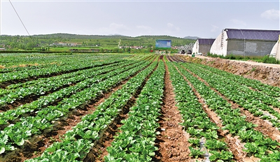 冷凉蔬菜标准化种植基地。