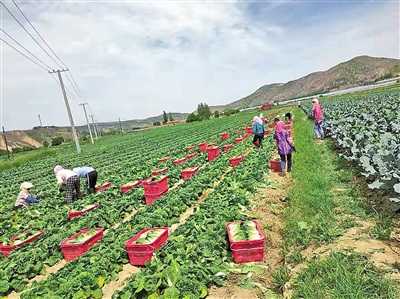     蔬菜产业为村民提供家门口的务工机会。