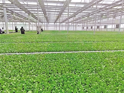     现代化育苗中心是原州区冷凉蔬菜好品质的基础。