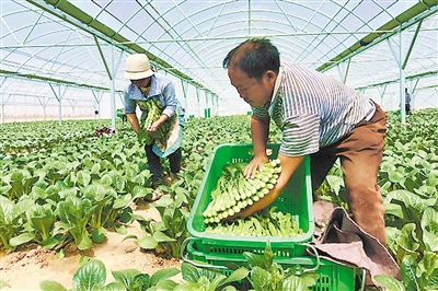 <p>　　工人将新切下的菜芯整齐地放在菜筐里。</p>