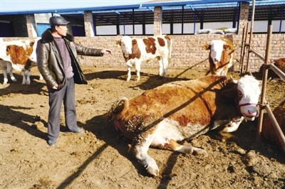 <p>　　养牛致富。</p>