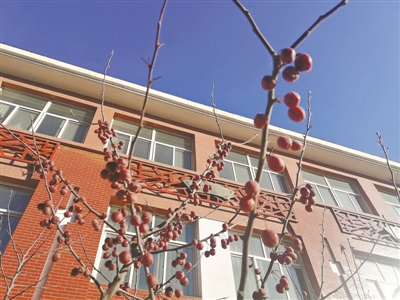 <p>　　冬日校园，树木上挂着的小红果和教学楼相映成趣。</p>