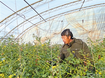 <p>　　①设施温棚产业日益壮大，农户一年四季都忙碌。（摄于2020年1月）　</p>