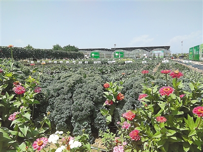 <p>　　②贺兰县蔬菜公园。（摄于2019年8月）</p>