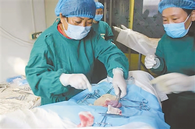 <p>　　寇启芳正在做育种实验。</p><p>　　（图片由受访者提供）　</p>