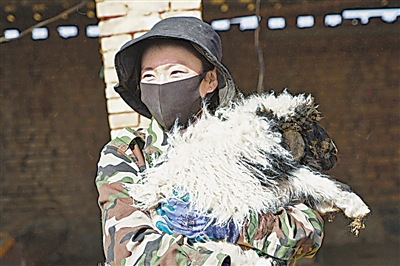 <p>　　曹宝霞一心想着把羊喂好。</p>