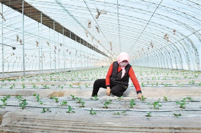 <p>　　鄢永宁妻子在大棚里种菜。</p>