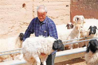 <p>　　滩羊养殖鼓了农户的“钱袋子”。</p>