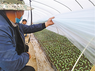 <p>　　麒麟西瓜育苗基地里，瓜苗已经破土抽芽。</p>