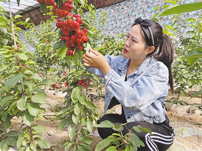 <p>　　夏娟培育的大樱桃填补了贺兰县温室樱桃种植的空白。</p>