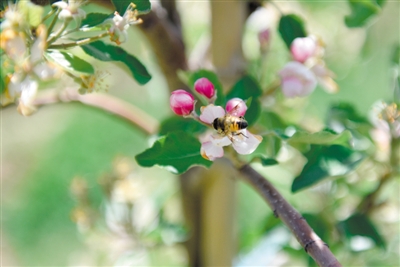 <p>　　岸边苹果花争相吐蕊，引来蜜蜂采蜜忙。</p>