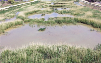 <p>　　←河道里水草丰茂，水质清澈。</p>