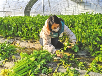 <p>　　线上下单，线下配送，从蔬菜种植基地大棚直达市民家门口。</p>