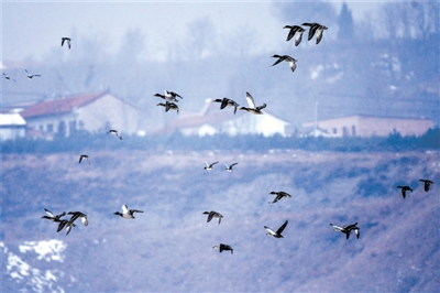 <p>　　一群绿头鸭翱翔六盘山中。</p>