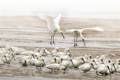 <p>　　成群的白琵鹭在黄河浅滩觅食。（图片均由李学明提供）　</p>