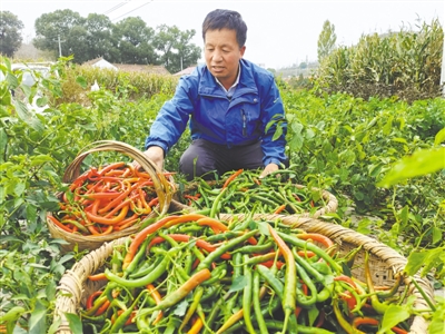 <p>农家乐的食材都是绿色蔬菜。本报记者　王玉平　摄</p>