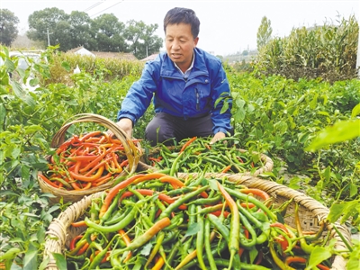 <p>　　农家乐的食材都是绿色蔬菜。本报记者　王玉平　摄</p>
