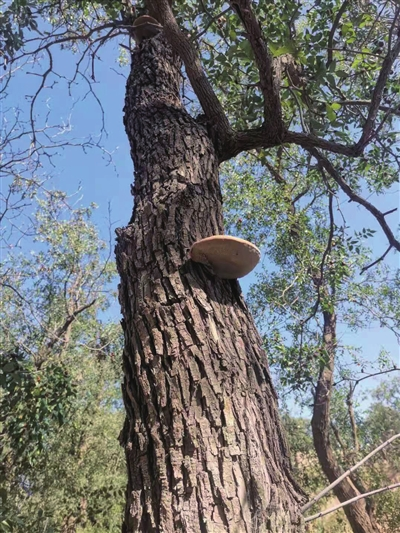 熊丽萍培育“小蘑菇”闯出大市场