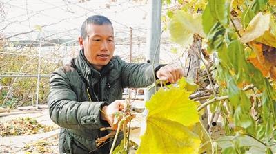 <p>　　2020年11月3日，张志发修剪残叶，为大青葡萄树埋枝过冬做准备。</p>
