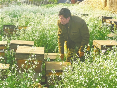 <p>吴金成在蜂场查看采蜜情况。</p>