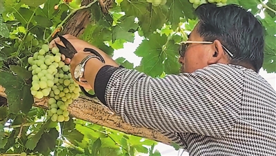 小坝镇：整合资源壮大集体经济