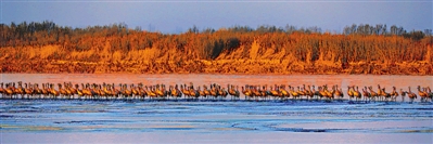 <p>　　朝霞映照下的黄河岸边，灰鹤成群。（本版图片除署名外均由陈小组提供）</p>