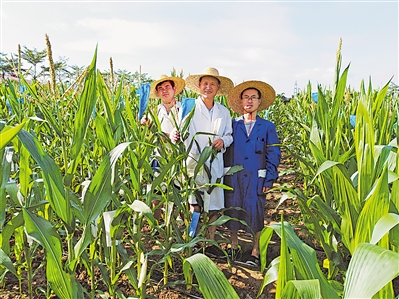 <p>  科研人员在海南南繁基地玉米育种试验田里工作。</p>