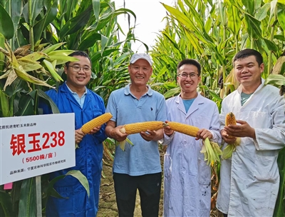 <p>  科研人员展示自主培育的全株青贮玉米新品种银玉238。</p>