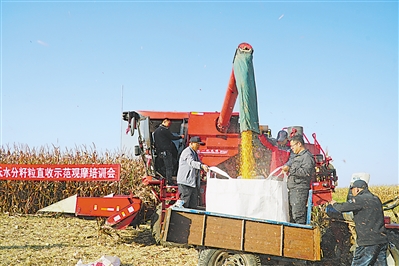 <p>  玉米密植高产低水分籽粒直收现场。     本报记者 张瑛 摄</p>