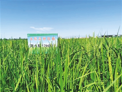 <p>　　通过东西部科技合作项目支持，海水稻在宁夏盐碱地扎下了根。</p>