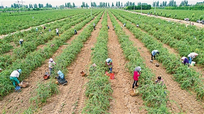 <p>中宁县舟塔乡康滩村枸杞种植基地，在科技特派员的帮助指导下，枸杞长势喜人。　本报记者　党硕　摄</p>