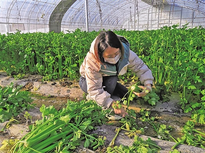 位于贺兰县的天天鲜蔬菜种植基地，菜农在收割芹菜。