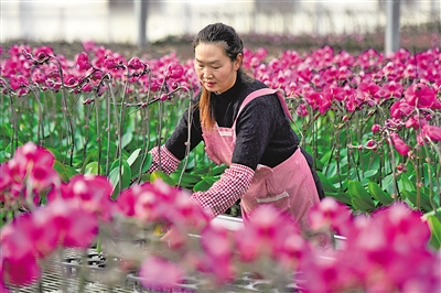 在宁夏宏茂花卉种植基地，工人正在对蝴蝶兰进行养护。 本报记者 马楠 摄