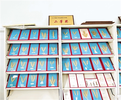     继“宁春4号”之后，永宁县种子育繁所又培育出多个优良小麦品种。