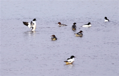 <p>　　秋沙鸭在湖泊湿地中嬉戏。</p>