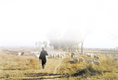 <p>　　2002年10月15日，太阳西斜，一天的劳作即将结束，马成礼赶着羊群一步一步走向村庄。</p>
