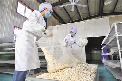 <p>　　两名女工将银鱼般的面叶“收网”，准备送去包装。</p>