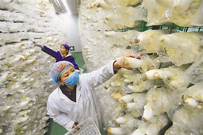 <p>　　同阳新村食用菌培育园不但为村民们提供了就业岗位，还让他们拿到了年终分红。</p>