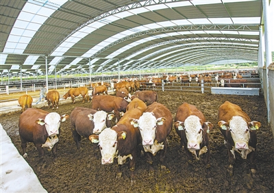 <p>　　肉牛成群。</p>