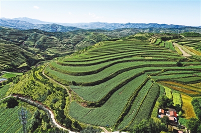 <p>　　希望的田野。</p>