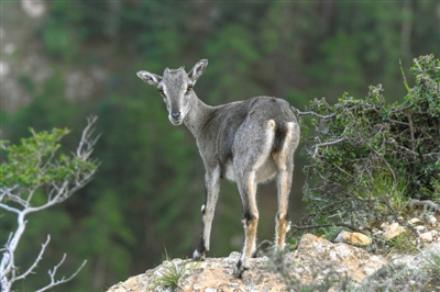 <p>　　贺兰山岩羊。（图片由宁夏贺兰山国家级自然保护区管理局提供）</p>