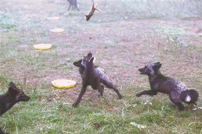 <p>　　云雾山保护区对狐狸进行野外生存训练。</p>