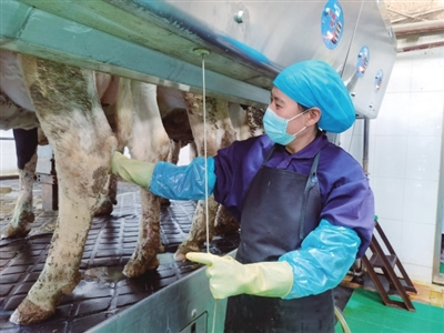 智能牧场里　牛儿快乐产好奶